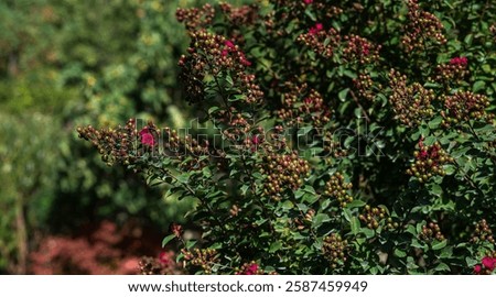 Budding crape myrtle branches with deep green foliage and clusters of unopened flower buds, accented by small blooming pink flowers, captured in bright natural sunlight.
