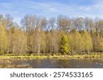 Budding deciduous forest by a lake a sunny spring day