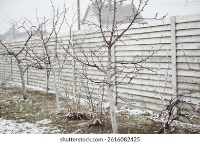 Budding fruit trees line a backyard fence under a layer of fresh spring snow, capturing the effects of sudden frost.