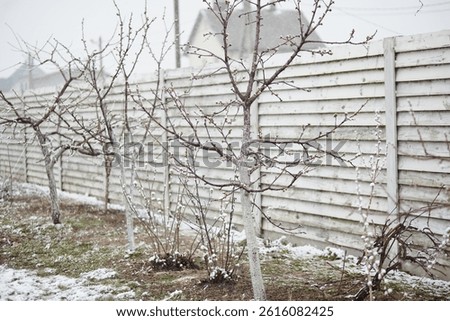 Budding fruit trees line a backyard fence under a layer of fresh spring snow, capturing the effects of sudden frost.