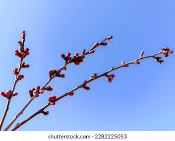 budding and greening of trees in spring