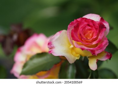 Budding Judy Garland Rose Close Up. 