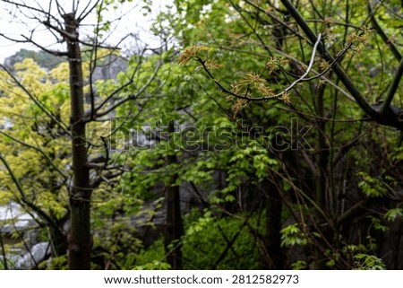 Budding leaves on sparse trees in a forest in Guangzhou, Guangdong, China.