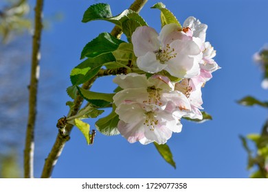 budding pink cherry blossom tree