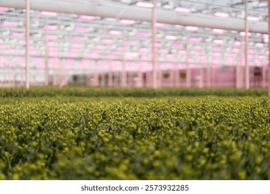 Budding plants growing in rows inside a modern greenhouse illuminated by pink grow lights