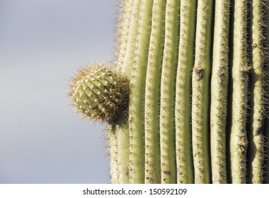 Budding Saguaro Cactus, Saguaro National Park Near Tucson, Arizona On Christmas Eve, 2008