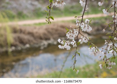 a budding spring - Shutterstock ID 1168673470