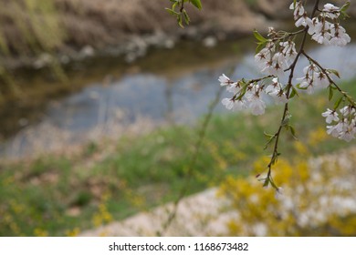 a budding spring - Shutterstock ID 1168673482