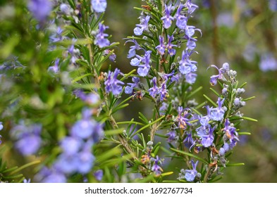 Budding Sprouting Leaves Flowers Stock Photo 1692767734 | Shutterstock