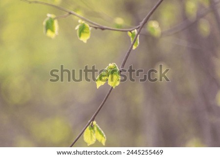 A budding tree branch in a mountain spring forest