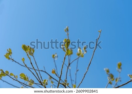 Budding Tree Branches Reaching into Blue Sky