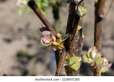 Budding Vine Buds In Spring.