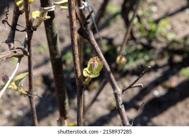 Budding Vine Buds In Spring.