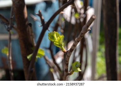 Budding Vine Buds In Spring.