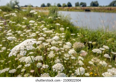 Budding Wild Carrot Plant In The Foreground Of A Large Field Of White Flowering Wild Carrots Plants At The Water's Edge. The Photo Was Taken On A Sunny Day In The Dutch Summer Season.