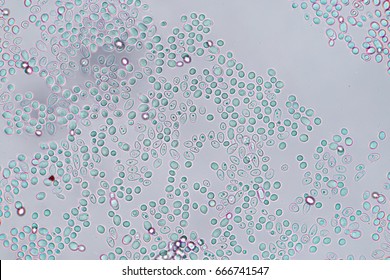 Budding Yeast Cell Under The Microscope.