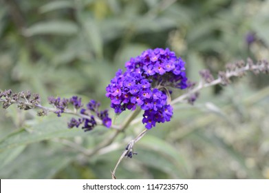 Buddleja davidii Black Knight it is vigorous shrub with tall deep purple flowers