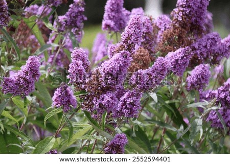 Buddleja davidii, also called summer lilac, butterfly-bush, or orange eye