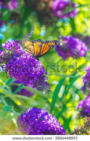 Buddleja Davidii with a Monarch butterfly