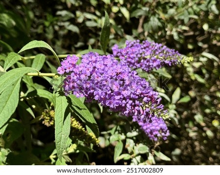 Buddleja Davidii: A purple and magenta color flowers for butterflies and fragrant delight. Butterfly-bush in summer season.

