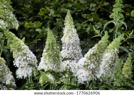 Buddleja davidii 'White Profusion', Butterfly Bush in flower