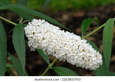 Buddleja davidii 'White Profusion' is a shrub with white flowers