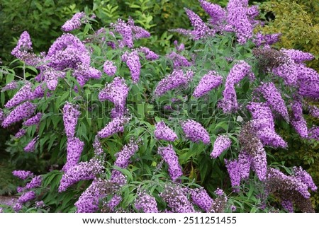 Buddleja also historically given as Buddlea is a genus comprising over 140 species of flowering plants endemic to Asia, Africa, and the Americas