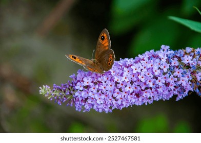 Buddleja purple flower. Butterfly bush. Butterfly or Buddleja flower. Buddleia flower purple color with butterfly insect. Maniola jurtina on Buddleja. Meadow brown butterfly migration. - Powered by Shutterstock