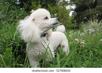 Buddy Enjoying The Outside - My Dog Buddy Who Is Half Poodle And Half Bi - Shon