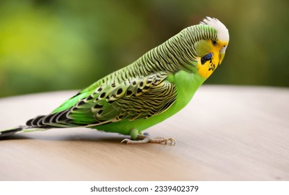 Budgerigar or Budgie on table - Powered by Shutterstock