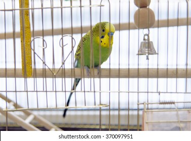 Budgerigar In The Cage. Budgie