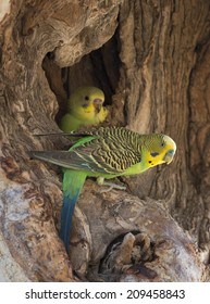 Budgerigar Feeding Young In A Nest.