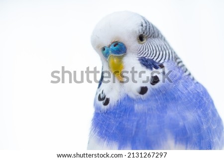 budgerigar at home, bird at home against a white wall, blue parrot.
