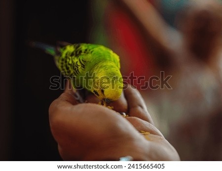 The budgerigar, also known as the common parakeet, shell parakeet or budgie, is a small, long-tailed, seed-eating parrot.