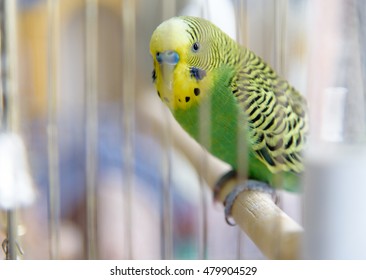 Budgerigar On The Cage. Budgie Parakeet In Birdcage