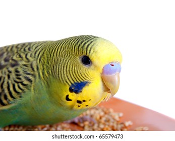 Budgerigar On White Background