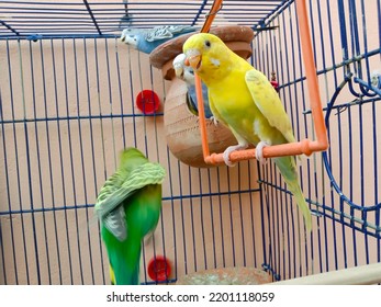 Budgerigar Parrot. Cute Pet Budgie Sits In A Cage At Home. Beautiful Little Yellow Parrot. Tamed Pet Bird. Close Up Image. Selective Focus. Vertical Photo