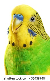 Budgerigar. Parrot Isolated On White Background. Close Up.