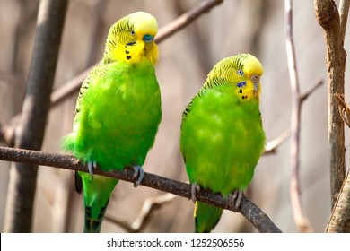 Budgerigar sits on a branch. The parrot is brightly green-colored. Bird parrot is a pet. Beautiful, pet wavy parrot.