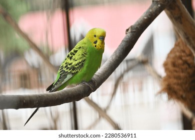 Budgerigars ( Common pet parakeets ). Pet birds native to Australia. - Powered by Shutterstock