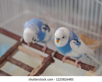 Budgerigars are downheartedly.