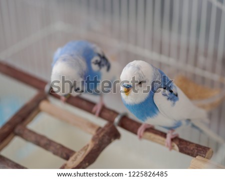 Budgerigars are downheartedly.