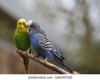 Budgerigars sit on the tree branch and kiss