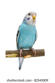 6,040 Budgies white background Images, Stock Photos & Vectors ...