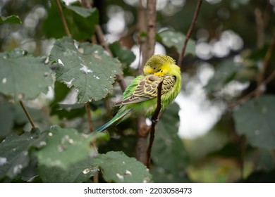 Budgie Bird  In The Forest Wald