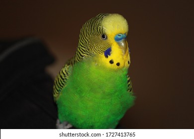 Budgie Bird Happy Pet Friend