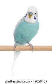 Budgie Front White Background Stock Photo 49059457 | Shutterstock