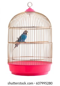 Budgie Gold Cage Isolated On A White Background