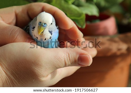 A budgie in the hands of a man. The owner put his hands around the blue parrot. A tame bird. Friendship between a man and a bird.