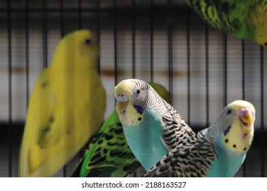 Budgie Mutation Yellow Face Normal Sky Stock Photo 2188163527 ...